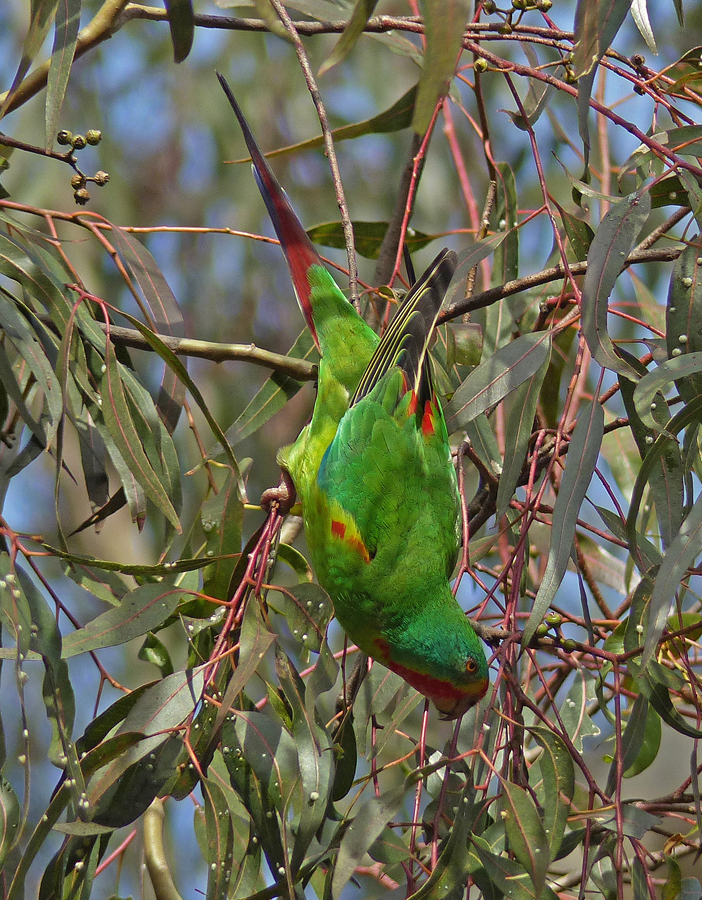 BirdLife Melbourne - Swift Parrot