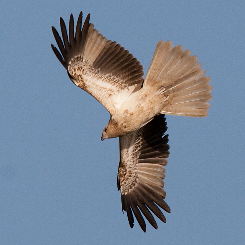kite bird mass